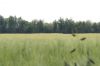 Filename=14.jpg
Filesize=33KB
Dimensions=640x427
Date added=Jun 11, 2013 14.jpg